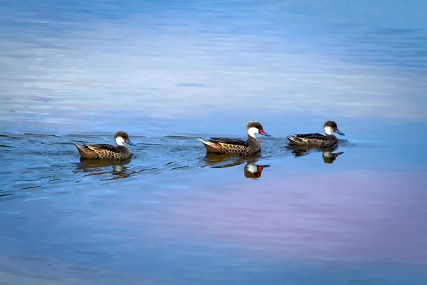 Pato pintail mejilla blanca en las Islas Galápagos — Foto de Stock