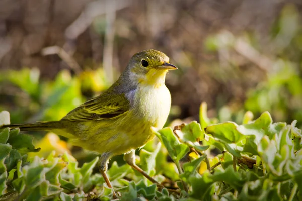 Yellow warbler bird in the Galapagos islands — Stock Photo, Image