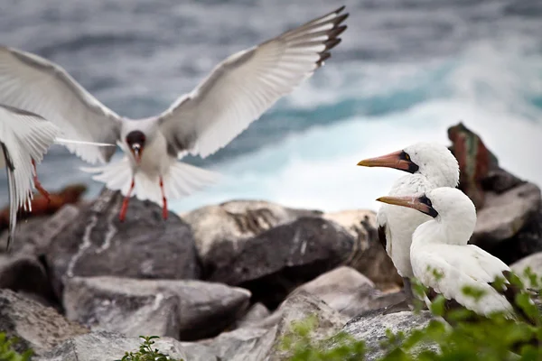 Two masked boobies on a rock and one swallow tailed gull taking off in the Galapagos Islands — Stock Photo, Image