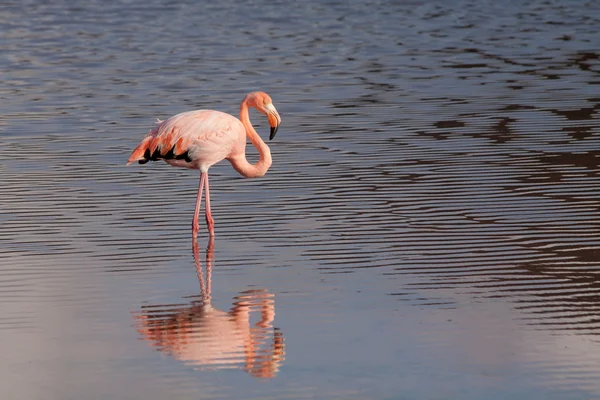 Närbild porträtt av rosa flamingo och dess reflexion i Galapagosöarna — Stockfoto