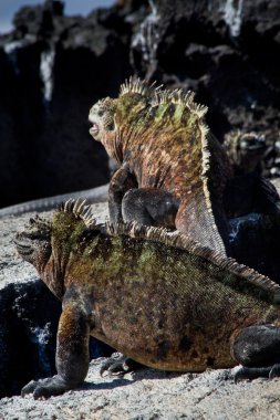 Galapagos Adaları'nda deniz Iguana