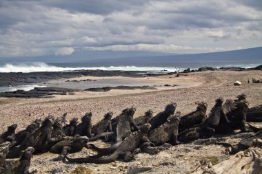 Marine iguanas in Fernandina island, Galapagos Islands clipart