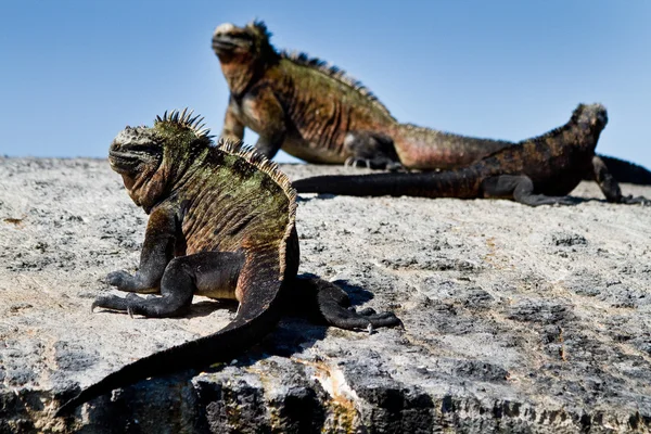 Iguanes marins sur un rocher dans les îles Galapagos — Photo