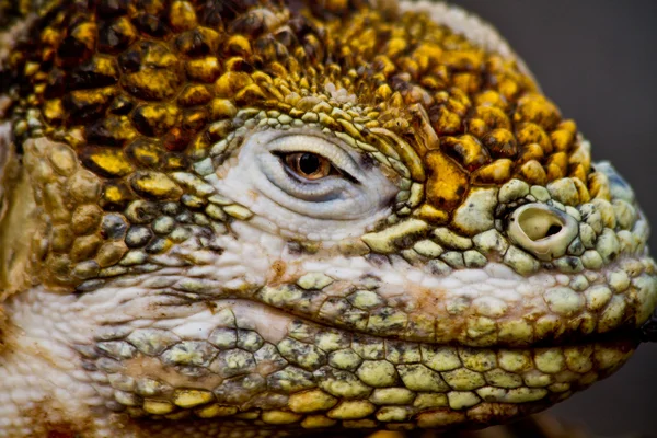 Closeup shot of a land iguana in the Galapagos Islands — Stock Photo, Image