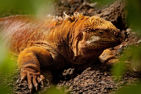 Retrato de close-up de uma iguana terrestre nas Ilhas Galápagos — Fotografia de Stock