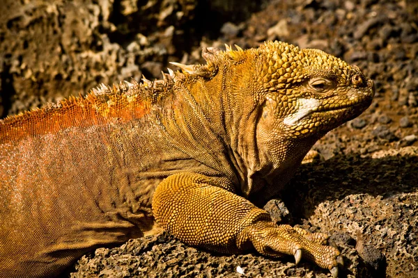 Zbliżenie portret Legwan ziemi na Wyspach Galapagos — Zdjęcie stockowe