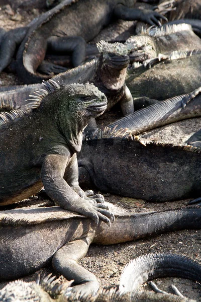 Marine iguanas in Fernandina island, Galapagos Islands — Stock Photo, Image