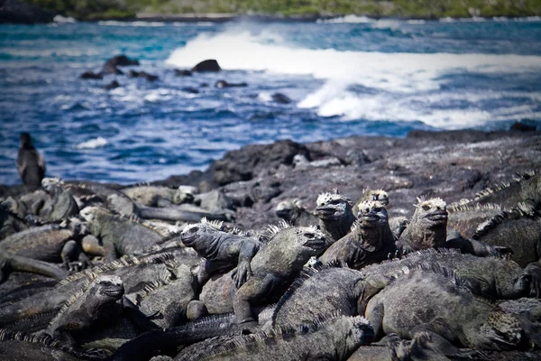 Iguanas marinhas na ilha Fernandina, Ilhas Galápagos — Fotografia de Stock