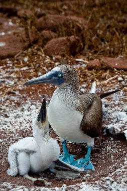 Galapagos Adaları'nda piliçle Mavi ayaklı bubi