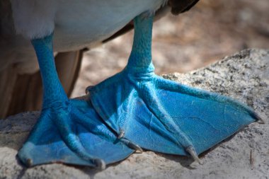 Boobys ayak Galapagos Adaları'nda closeup Mavi ayaklı