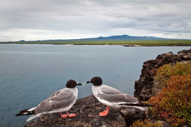 Kırlangıç kuyruklu martı Galapagos Adaları'nda birkaç