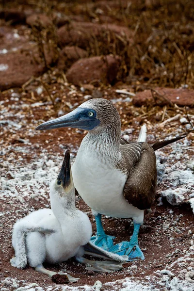 Booby de patas azules con polluelo en las Islas Galápagos — Foto de Stock