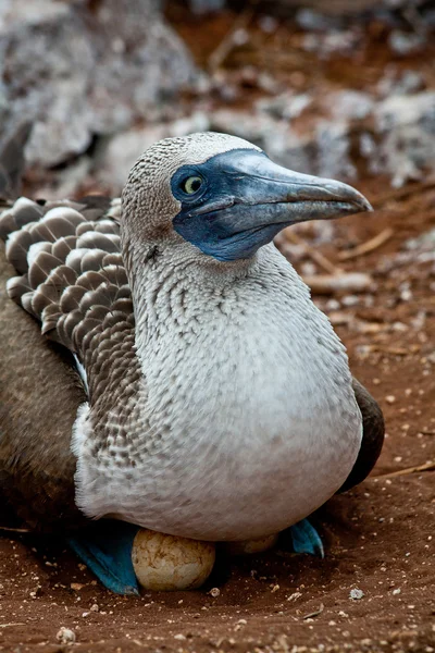 Bota de pés azuis nidificando nas Ilhas Galápagos — Fotografia de Stock