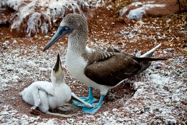 Blue footed booby met kuiken in de Galapagos-eilanden — Stockfoto