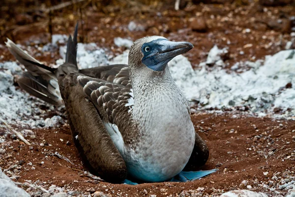 Bota de pés azuis nidificando nas Ilhas Galápagos — Fotografia de Stock