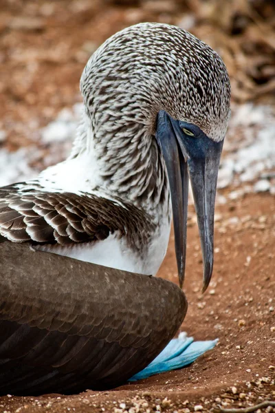 Booby de patas azules anidando en las Islas Galápagos — Foto de Stock