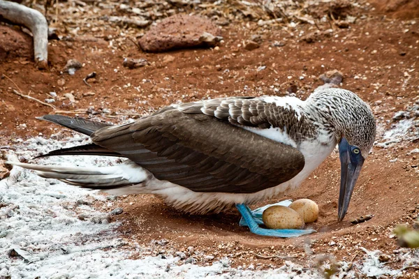 Bota de pés azuis nidificando nas Ilhas Galápagos — Fotografia de Stock