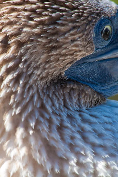 Closeup portrait Blue footed booby in the Galapagos Islands — Stock Photo, Image