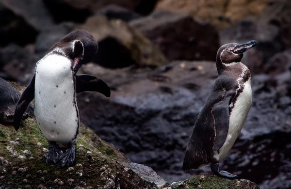 Милые пингвины на скале Галапагосских островов — стоковое фото