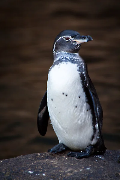 Penguen Galapagos Adaları'nda bir kayaya closeup portresi — Stok fotoğraf