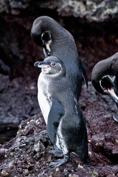 Deux pingouins sur un rocher dans les îles Galapagos — Photo