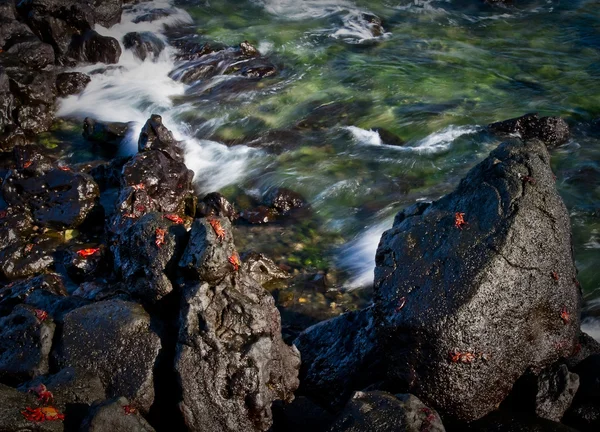 岩と波の動き、ガラパゴス諸島の赤いサリー光足カニ — ストック写真