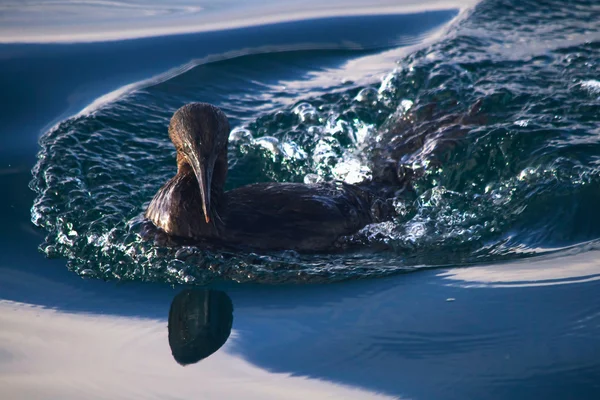 Cormorán volador nadando en las Islas Galpagos — Foto de Stock