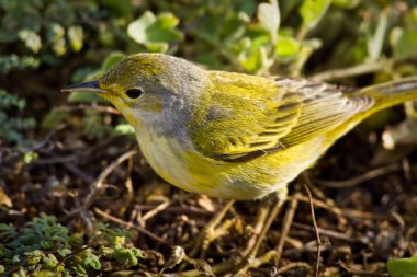 Yellow warbler bird in the Galapagos islands clipart