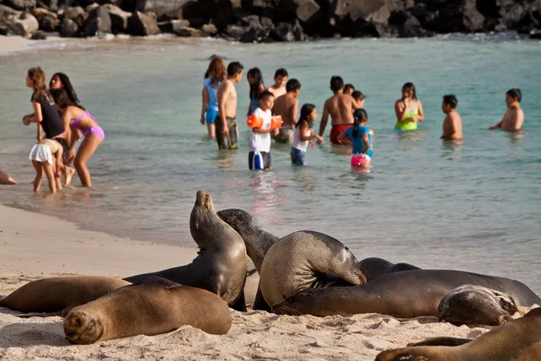 Gyönyörű oroszlánfókák napozás unscared San Cristobal, Galapagos sziget a turisták a tengerparton — Stock Fotó