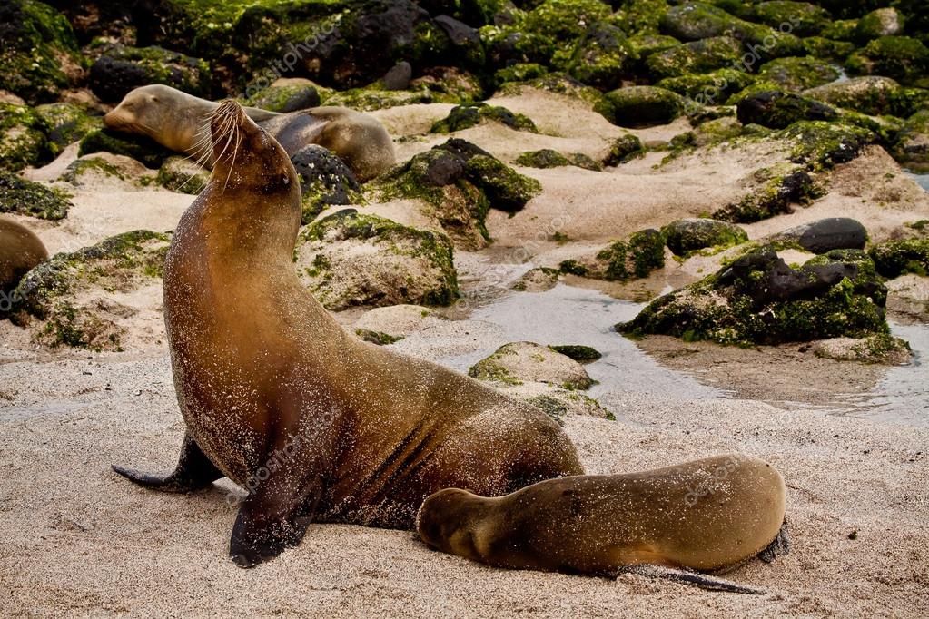 Retrato De Lindo Leon Marino Marron Con Bebe En San Cristobal Islas Galapagos Fotografia De Stock C Pxhidalgo Depositphotos Retrato De Lindo Leon Marino Marron Con Bebe En San Cristobal Islas Galapagos Fotografia De Stock C Pxhidalgo Depositphotos