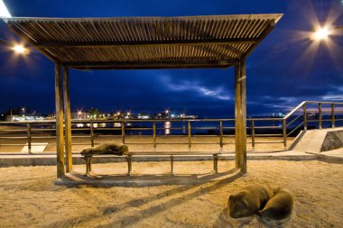 Güzel deniz aslanları San Cristobal Adası, Galapagos liman boyunca rahatlatıcı