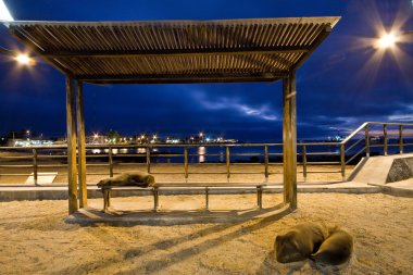 Beautiful sea lions relaxing along the port in San Cristobal island, Galapagos clipart