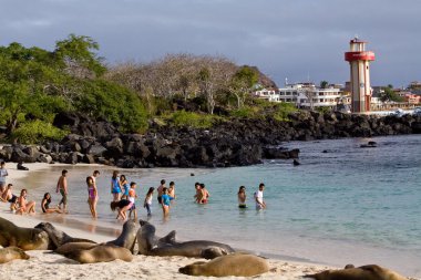 Güzel deniz aslanları yakın turistler içinde San Cristobal, Galapagos Adaları plajda unscared güneşlenme