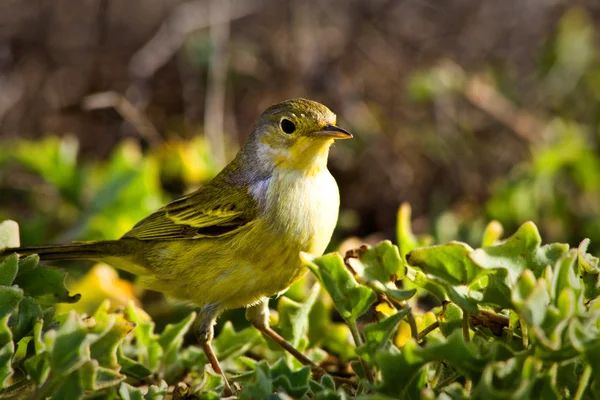 Yellow warbler bird in the Galapagos islands — Stock Photo, Image