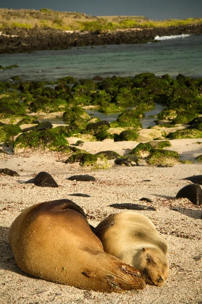 Lindos lobos marinos durmiendo en la playa de La Loberia, San Cristóbal, Islas Galápagos — Foto de Stock