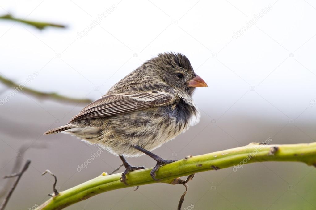 Ground finch bird in the Galapagos islands