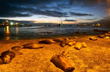 San Cristobal Adası limanında boyunca günbatımı sırasında Galapagos uyuyan güzel deniz aslanları