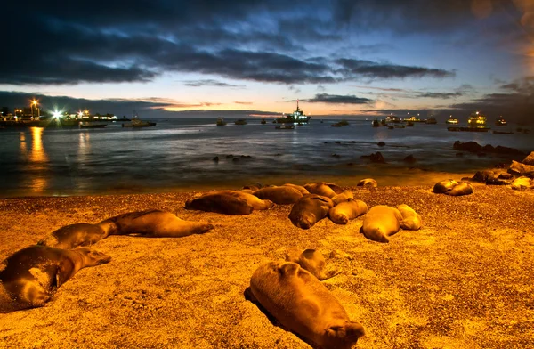 Vackra sjölejon sova längs hamnen i San Cristobal island under solnedgången, Galapagos — Stockfoto