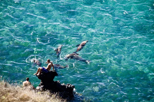 Turistas no identificados disfrutando del océano con aguas cristalinas y lobos marinos nadando en San Cristóbal, Islas Galápagos —  Fotos de Stock