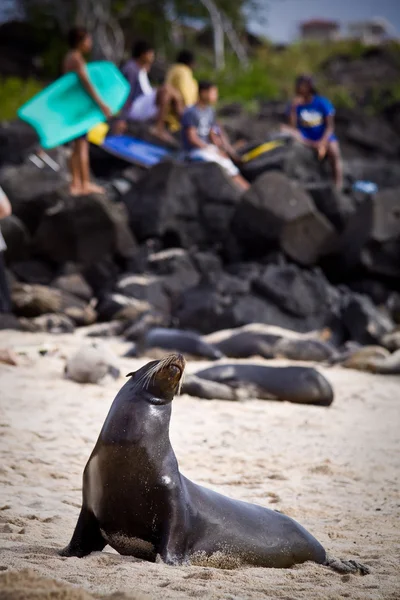 Beautiful unafraid sea lion sunbathing on the beach with young teen surfers in background — Stock Photo, Image