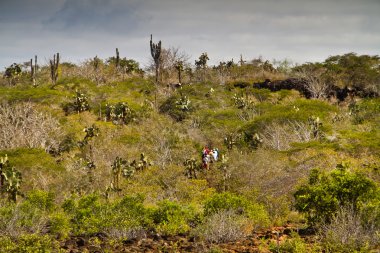 Kimliği belirsiz turist Santa Cruz adasında, Galapagos palo santo orman boyunca hiking