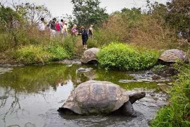 Dev kaplumbağa, Geochelone elephantopus, doğal ortamlarında, Santa Cruz, Galapagos Adaları
