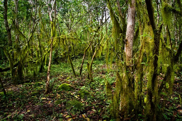 Vackra gröna mystiska mossiga skogen i Santa Cruz island, Galapagos — Stockfoto