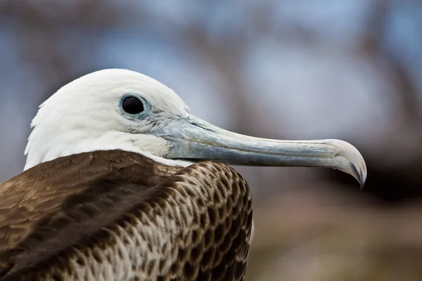 Colpo ravvicinato di uccello fregata femminile nelle isole Galapagos — Foto Stock