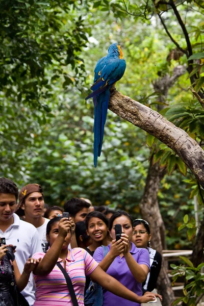 Macaw in Parque Historico, cultural and educational park, Guayaquil — Stock Photo, Image