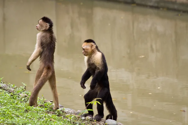 Monos en Parque Histórico, parque cultural y educativo, Guayaquil —  Fotos de Stock