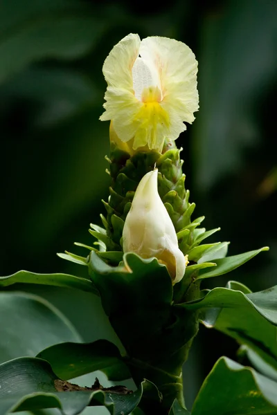 Flora w Parque Historico, kulturalnych i edukacyjnych parku, Guayaquil — Zdjęcie stockowe