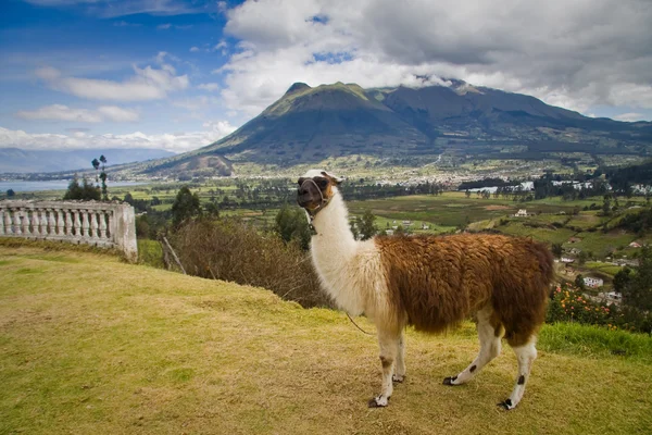 Portrét roztomilý Lama v San Pablo lake, Imbabura, Ekvádor — Stock fotografie