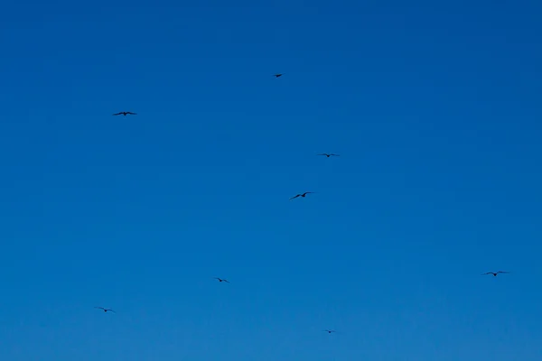 美しい青い空と黒い鳥が飛んでいく — ストック写真