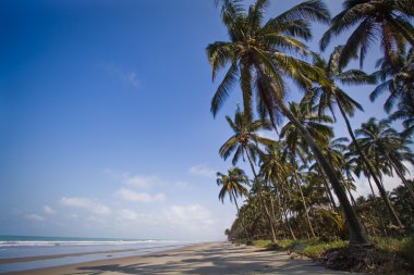 Cojimies Beach Hindistan cevizi ağaçları, Ekvator ile güzel manzara